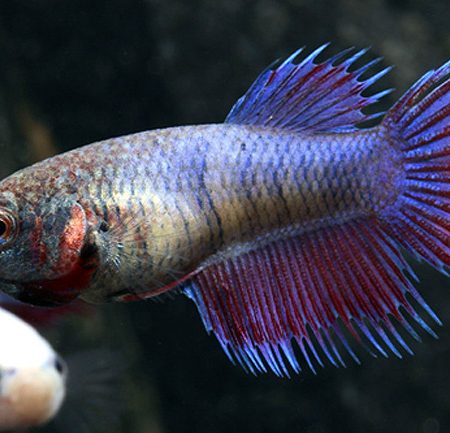 fish gourami dwarf betta red honey aquarium female