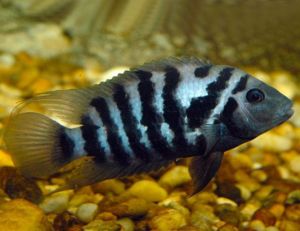 Black Convict Cichlid Fish | Arizona Aquatic Gardens