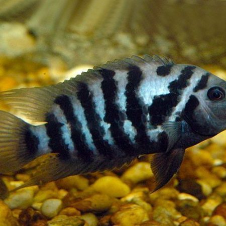 Black Convict Cichlid, Freshwater Aquarium Fish