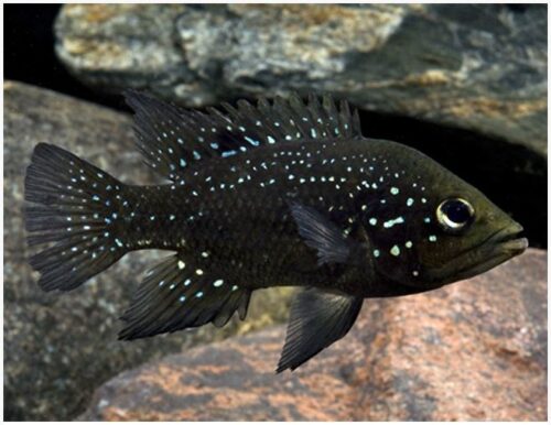 Black Diamond Polleni Madagascan Cichlid | Arizona Aquatic Gardens