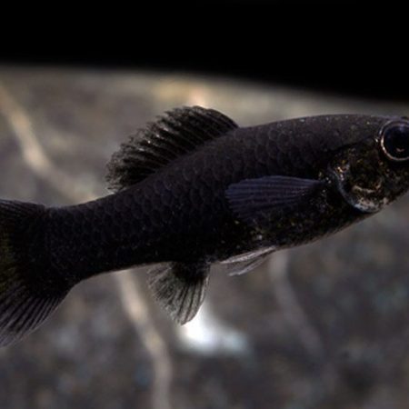 Black Fancy Molly Fish
