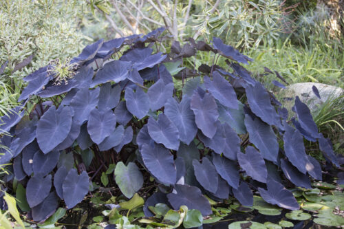 Tropical Pond Marginal Bog Plant – Taro Black Magic or Colocasia esculenta - Image 4