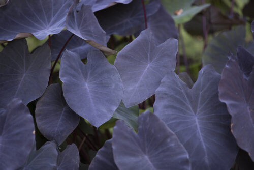 Tropical Pond Marginal Bog Plant – Taro Black Magic or Colocasia esculenta