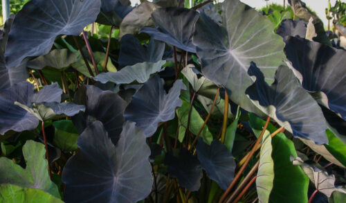 Tropical Pond Marginal Bog Plant – Taro Black Magic or Colocasia esculenta - Image 3