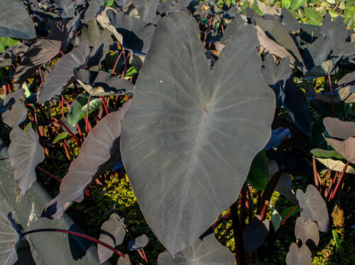 Tropical Pond Marginal Bog Plant – Taro Black Magic or Colocasia esculenta - Image 2