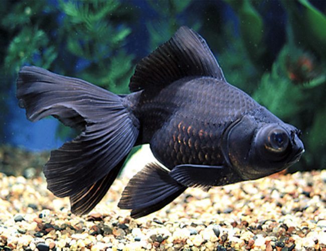 Black-Moor-Goldfish.jpg