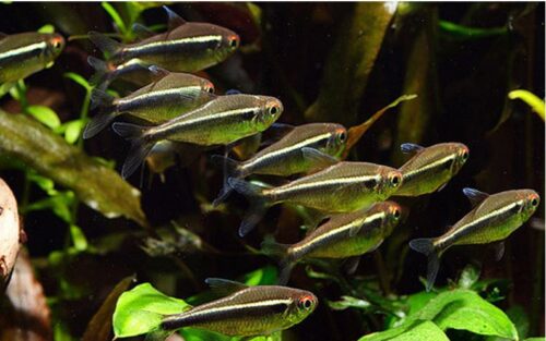 Black Neon Tropical Tetra