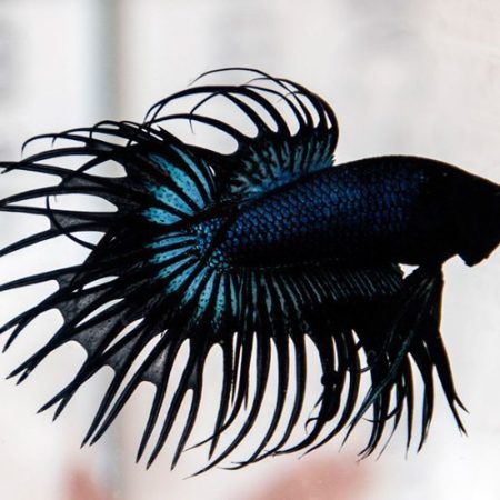 Black Orchid Crown Tail Male Betta