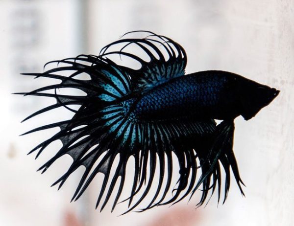 Black Orchid Crown Tail Male Betta