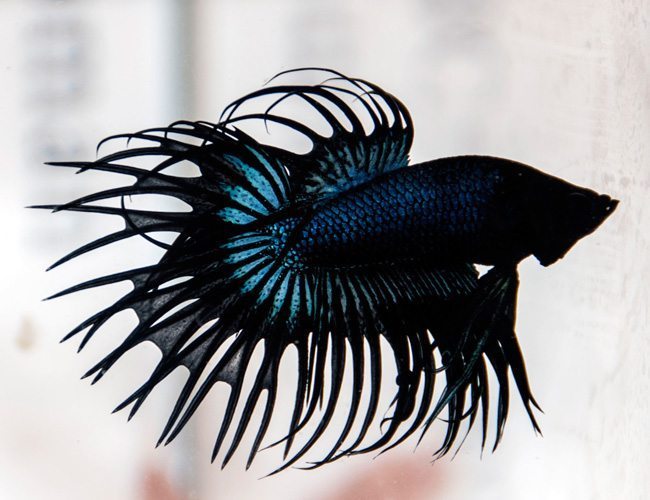 crowntail betta for sale