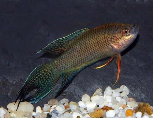 Black Paradise Spiketail Gourami Fish