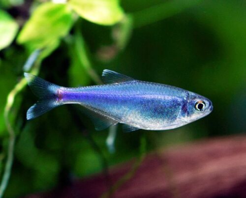 Black Phantom Tetra Fish