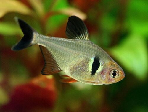 Tetra Fish - Black Phantom Tropical Tetra - Arizona Aquatic Gardens