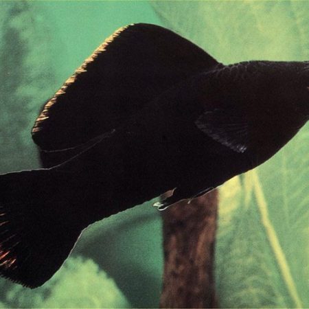 Black Sailfin Molly Fish