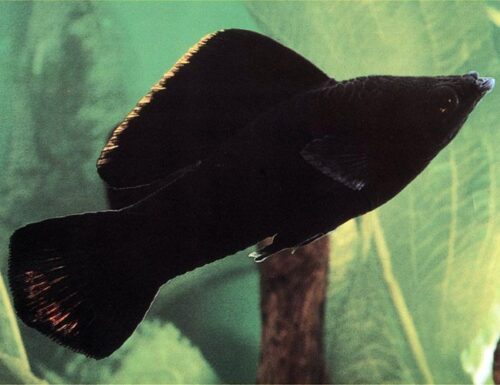 Black Sailfin Molly Fish