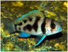 Tanganyikan African Frontosa "Black Widow" Cichlid | Arizona Aquatic