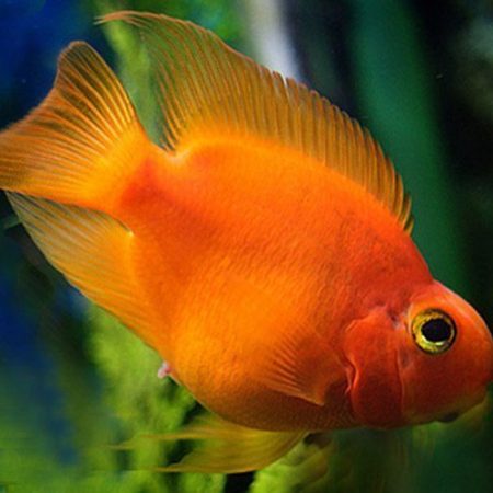 Blood Parrot Cichlid Freshwater Aquarium Fish