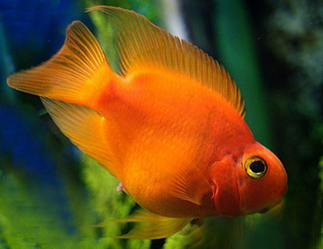 red freshwater fish