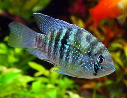 Blue Acara Cichlid Fish