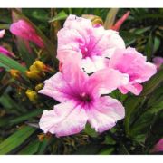 Tropical Pond Marginal Bog Plant - Blue Bell Pink Chi-Chi or Ruellia ...