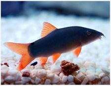 Online Fish Store: Aquarium Plants & Decorations | Arizona Aquatic Gardens