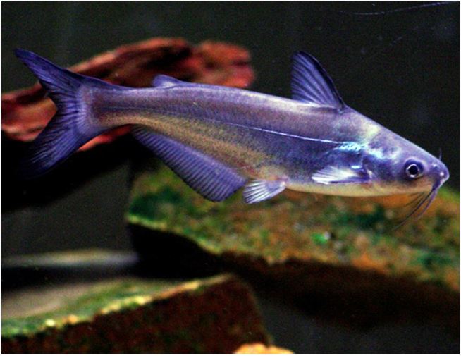 Live Blue Channel Catfish for sale