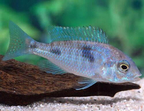 Blue Dolphin Cichlid