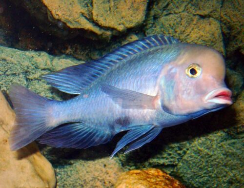 Blue Dolphin Cichlid Large