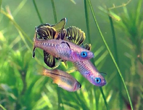 Blue-Eyed Tenellus Tropical Rainbowfish