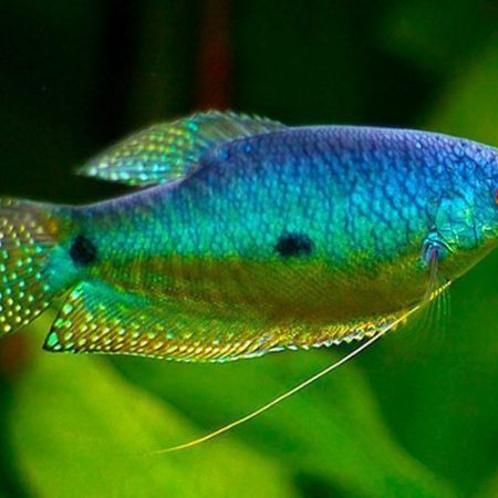 Blue Gourami Fish
