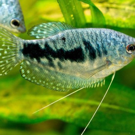 Blue Gourami Fish