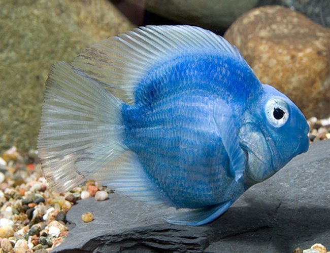 freshwater parrot fish