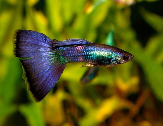 Blue Moscow Guppy Male