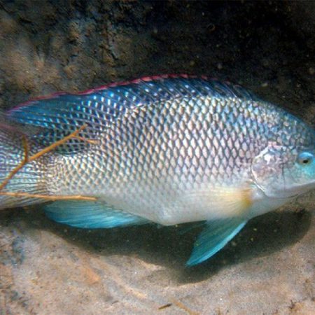 Blue Tilapia for Food, Gamefish or Aquaponics