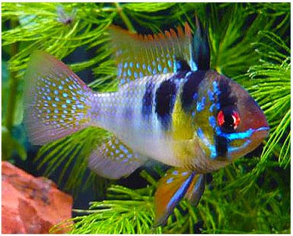 Blue Veil Ram Aquarium Fish