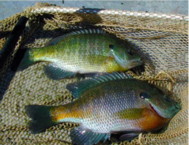 Gamefish - Bluegill Gamefish 1 to 3 size - Arizona Aquatic Gardens
