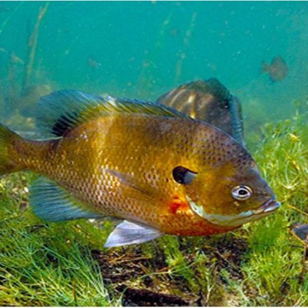 Bluegill Gamefish