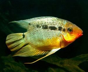 Blushing Festivum Cichlid | Arizona Aquatic Gardens