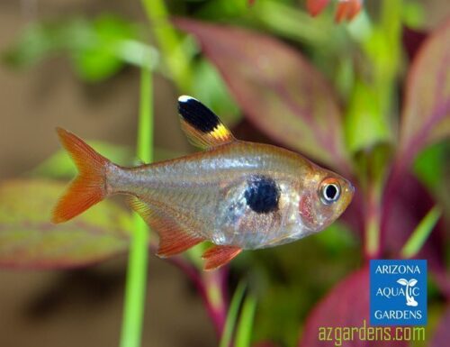 Blushing Pristella Tropical Tetra