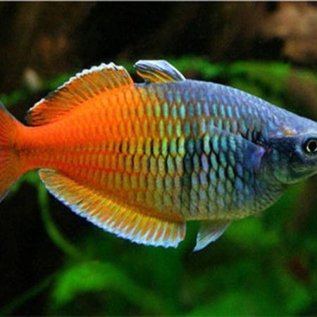 Boesemani Tropical Rainbowfish