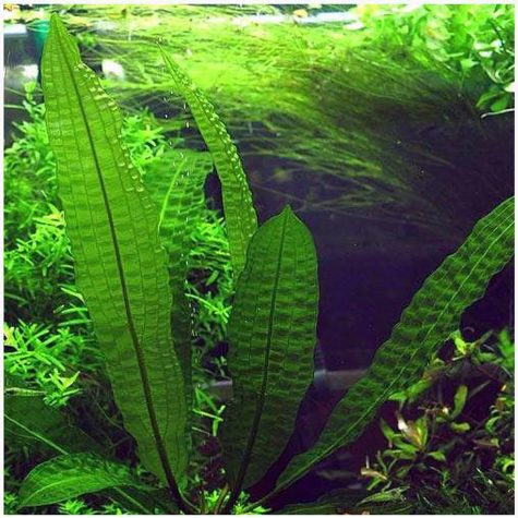 Aponogeton Boivinianus "Hammer-Leaf" Plant