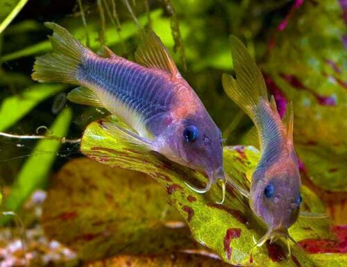 Bronze Lightspot Cory Catfish