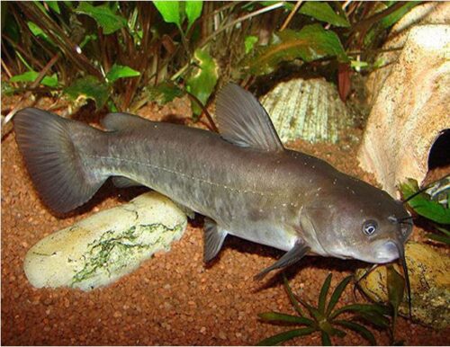 Brown Bullhead Catfish or Mud Cats