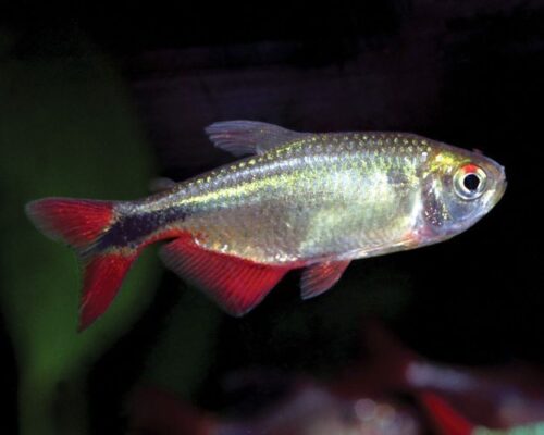 Buenos Aires Tropical Tetra