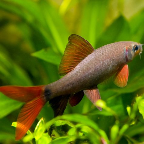 Botia/Loach - Blue Botia or Red Tailed Botia Fish