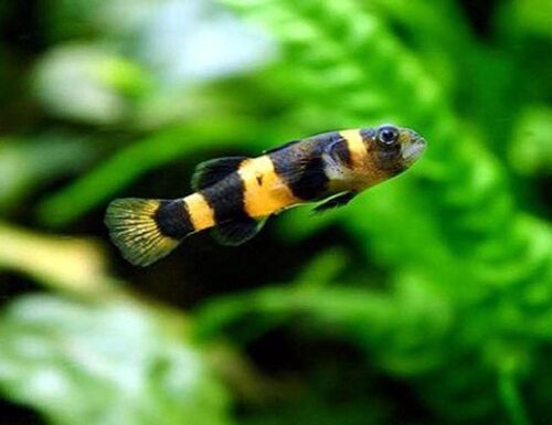 Bumble Bee Goby Freshwater Aquarium Fish