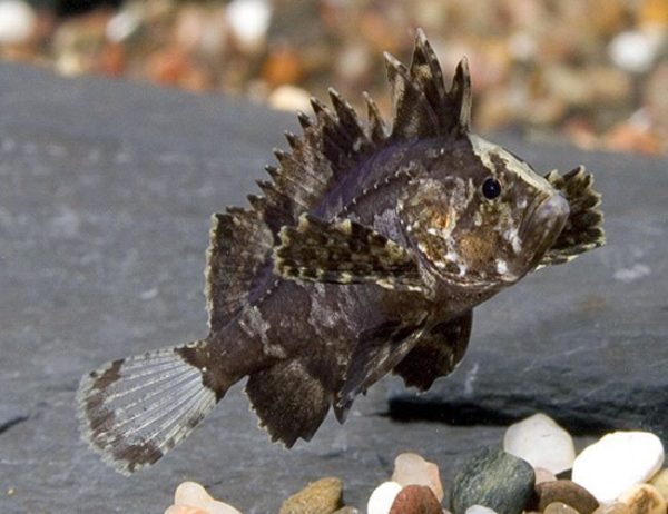 Butterfly Goby or Wasp Fish