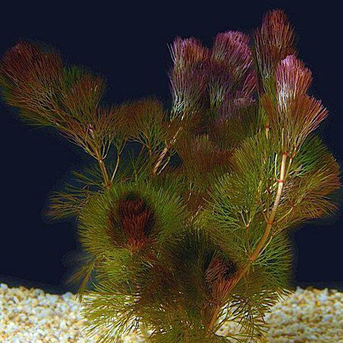 6 Stems +Mystery Plant Healthy Purple Cabomba Live Aquarium Plants Beautiful 