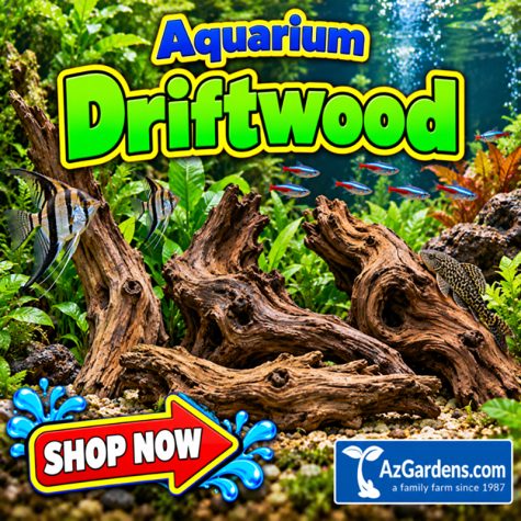 Aquarium Driftwood