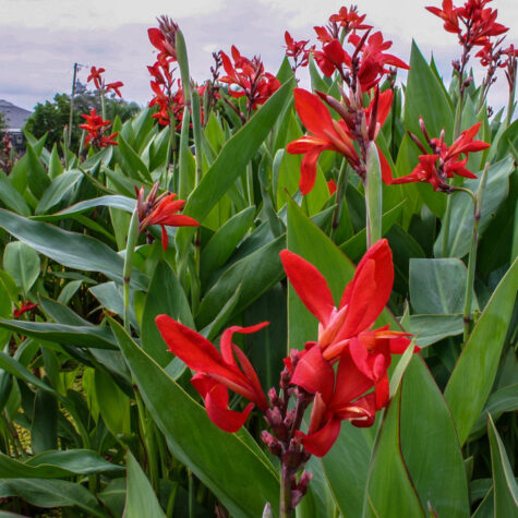 Tropical Cannas